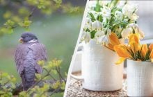 Сьогодні в Україні велике свято: що 11 квітня кожному потрібно зробити вдома