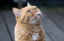 Не лише для краси: науковець пояснив, для чого котам вуса