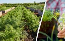 Ці помилки позбавляють кріп пишності: що посадити поруч і як густо висівати цю культуру