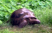 Старше Йеллоустонского национального парка: какому наземному животному больше всего лет