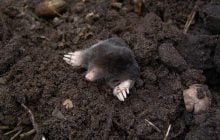 Доведіть до кипіння та вилийте на горбок: кроти одразу втечуть з ділянки