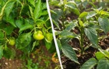 Досвідчені городники садять перець по два на лунку: у чому переваги цього методу