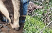 На Одещині врятували дику тварину, яка під час атаки РФ заскочила у двір житлового будинку