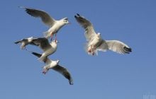 В стилі Хічкока: дитяче великодне полювання на яйця закінчилося масованою атакою чайок