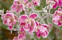 Нове похолодання поверне до України заморозки: коли чекати "мінусів"