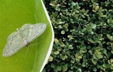 Самшитова вогнівка цього боїться, як чорт ладану: чим обробити сад від шкідника