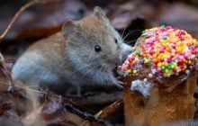 Синоптик рассказал, какая погода будет в Украине на пасхальные выходные