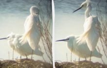 До Одещини прилетіли білосніжні птахи, які зимували в Африці (відео)