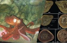 Найдавніший восьминіг з книги Гіннеса виявився не тим, ким його вважали