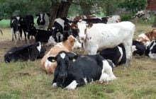 "Прорвався через кордон": у Китаї виявили перші випадки ящуру, на який не діє вакцина