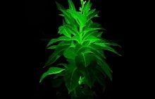 Квіти замість електрики: китайські вчені створили рослини, які замінять вуличне освітлення