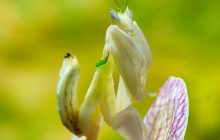 Вовки в овечій шкурі: вчені викрили найбільш підступних істот планети