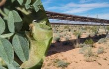 Сонячні панелі проєкту Gemini дозволили процвітати рідкісній рослині у пустелі
