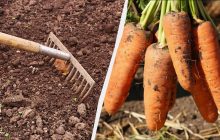 За місяць до посіву моркви удобрюю грядки цим добривом: плоди виростають величезними