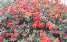 Не потребує догляду та цвіте до перших заморозків: названо найкращу квітку для балкона