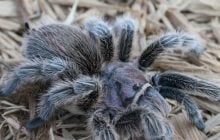 Тарантули пам'ятають кожну свою дорогу до жертви: дослідження вчених