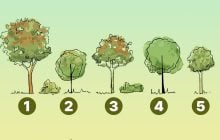 Швидкий тест на егоїзм: яке дерево ви посадите біля будинку - нарциси дають одну відповідь