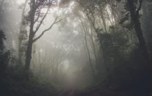 В Африці фіксують явище, якого ніхто не очікував, - вчені