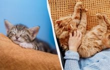 Не просто звичка: експерти пояснили, чому насправді кішки сплять поруч із людьми