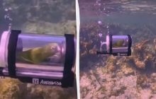 Папуга вирушив у підводну пригоду в саморобному "батискафі": як це було