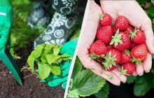 Перша обробка полуниці у квітні - найважливіша: від неї залежить майбутній урожай