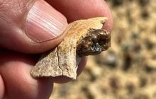 Вчені знайшли незвичайну скам'янілість у забутому регіоні Єгипту: чому вона важлива