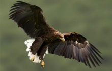 Вони не з’являлися 240 років: у небі над Англією помітили гігантських хижаків