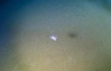 Вчені "зазирнули" на глибину понад 9000 метрів: побачене їх здивувало (фото, відео)