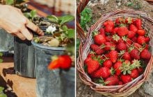 Коли садити полуницю навесні: чому досвідчені садівники зривають перші квіточки