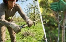 Одна помилка – і гілки почнуть гнити: 5 основних правил обрізки дерев