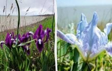 Гідні імен богів: на Одещині масово цвітуть неймовірно красиві квіти (фото)