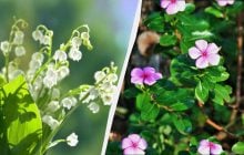 Ці 7 багаторічних рослин красиві, але садити їх не можна: потім не виведете з саду