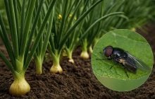 Цибулева муха й на метр не наблизиться до посівів: чим обробити грядки та сівок