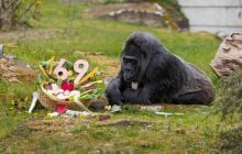 Найстаріша горила у світі відзначила 69-річчя (фото)