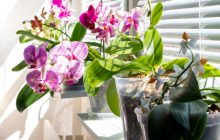 5 секретних порад від експертів, які змусять ваші рослини розквітнути швидше