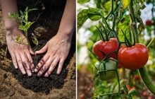 Одна ложка в лунку - і врожай помідорів збільшиться в 10 разів: що кладуть городники