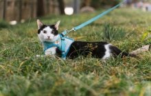 Чи потрібно вигулювати кішку на повідку: фахівці дали однозначну відповідь