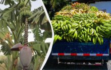 Бананові стебла після збору врожаю перетворюють на тканину і папір: відходи стали ресурсом