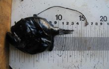 З голови звисає "вудочка": що це за цікава істота