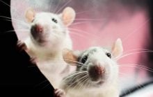 Щури бояться одного продукту: простий спосіб "попросити" гризунів з дому та ділянки