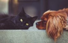 Кіт або собака: ветеринари розповіли, яка тварина не вимагає менше зусиль в догляді