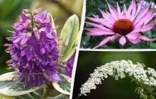 Квітнутимуть усе літо: ТОП-10 найкращих декоративних рослин для "лінивого" догляду