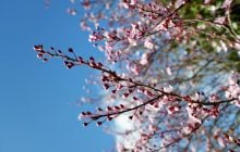 Коли молодик у квітні: астролог назвала дату та 5 знаків Зодіаку, яким пощастить найбільше