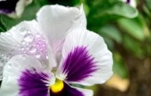 16 квітня порадує киян теплою погодою та невеликим весняним дощем