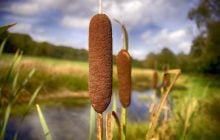 Не комиш і не очерет: як називається рослина з коричневою "сосискою"