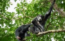 Чому люди воюють: вчені знайшли відповідь у конфліктах між групами шимпанзе