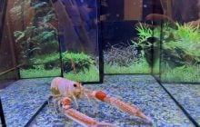 Вчені закликали заборонити варити омарів живцем: у чому причина