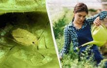 Тля и близко не подберется: самое дешевое и эффективное народное средство от вредителя