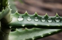 Алое легко перелити: як правильно поливати квітку, щоб вона росла міцною та соковитою