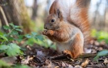 17 апреля в Киеве станет на пару градусов свежее